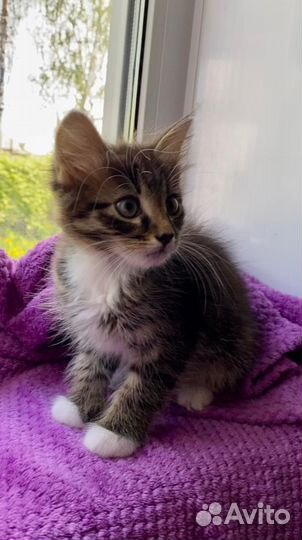 Котята в добрые руки мальчики