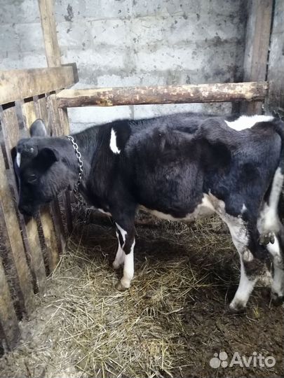 Молоко коровье домашнее/продажа телёнка
