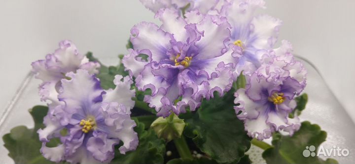 Сф - Северное Сияние