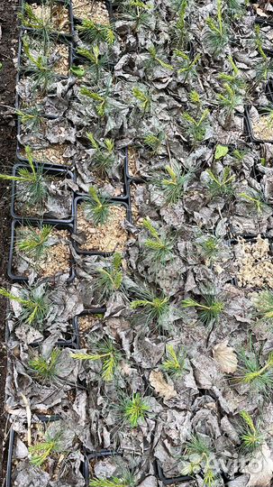 Сосна кедровидная-орехоплодная белая юго-западная