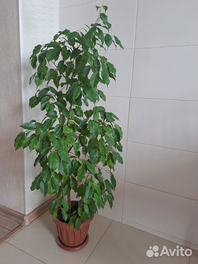 Фикус бенджамина