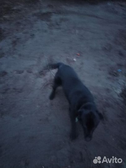 Собака в добрые руки отдам бесплатно