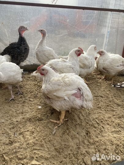 Домашние куры бройлеры