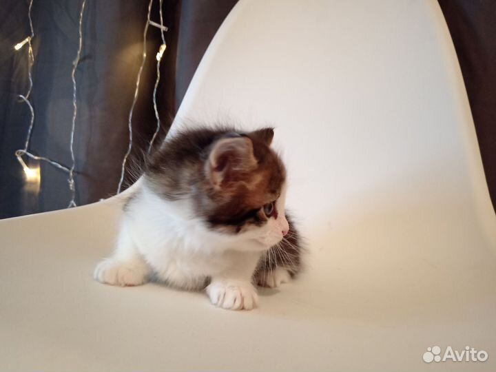 Подарю котят