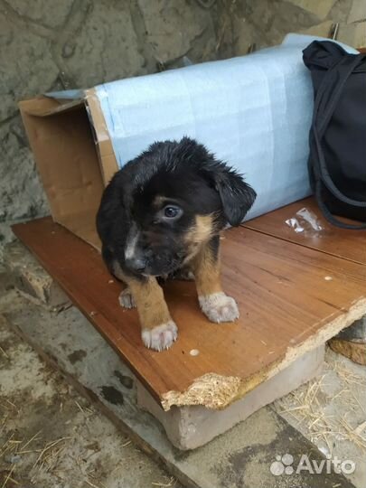 Щенок в добрые руки