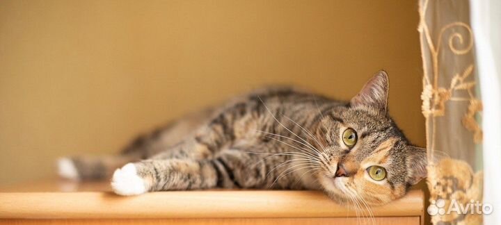 Кошка Сайра в добрые руки