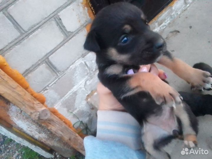 Собака в добрые руки