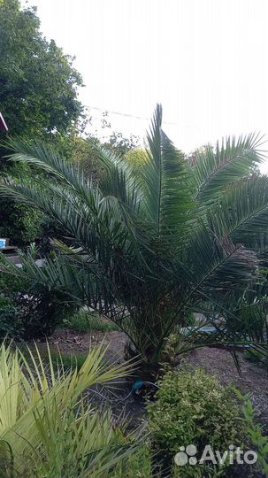 Саженцы пальмы финик Канарский