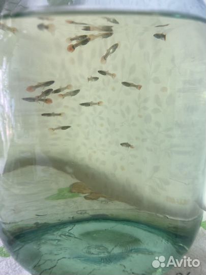 Рыбки гуппи