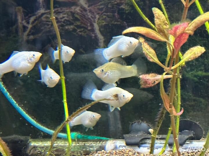 Велифера снежинка