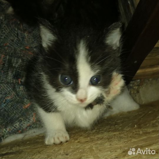 Котята месячные