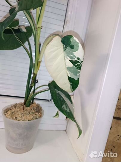 Сингониум Чиапенсе