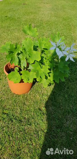 Пеларгония резная зональная герань белая