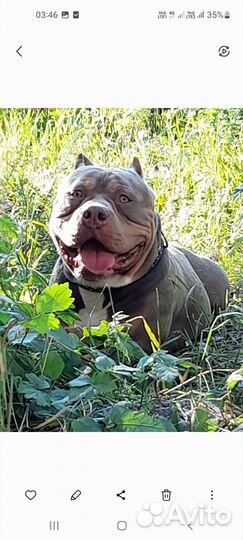 Американский булли покет вязка