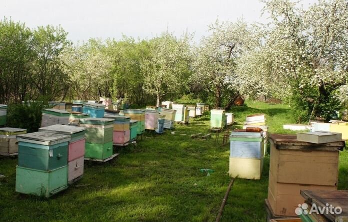 Мёд натуральный с Алтая оптом минимально 16 кг