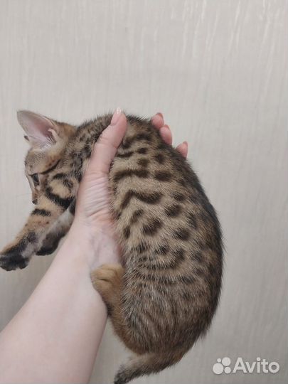 Бенгальский котенок