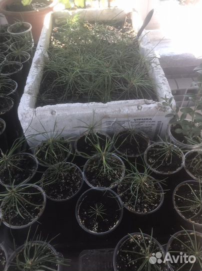 Саженцы кедр корейский дальневосточный