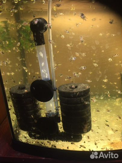 Аквариумные рыбки