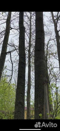 Бесплатно дрова деревья много