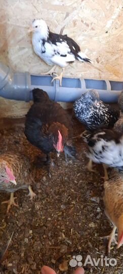 Молодые петухи