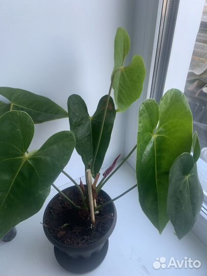 Комнатные цветы антуриум