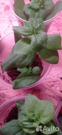 Петуния Тайдал Сильвер, черенки