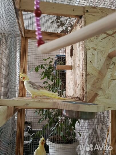 Попугай корелла птенец