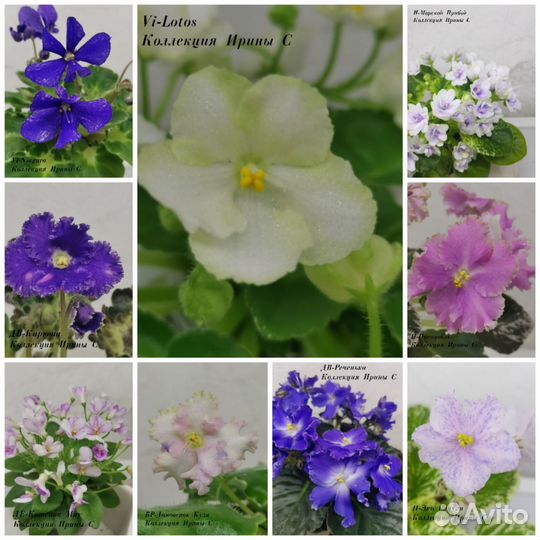 Фиалки мини лист на срез