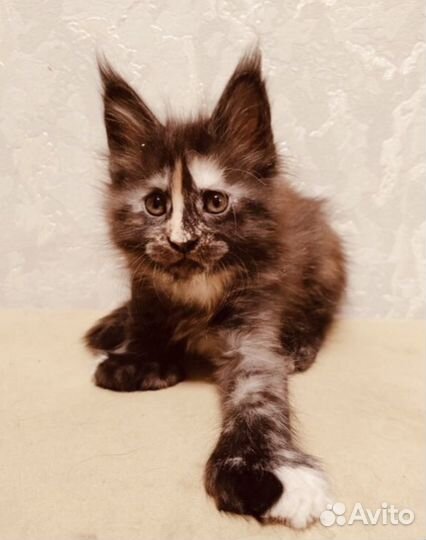 Мейнкунчики