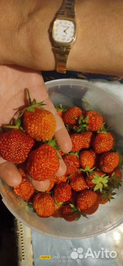 Ранняя, Ремонтантная