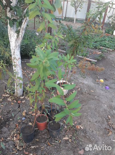 Спирея иволистная