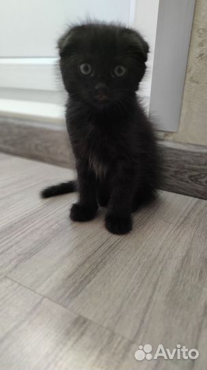 Шотландская вислоухая кошка черная
