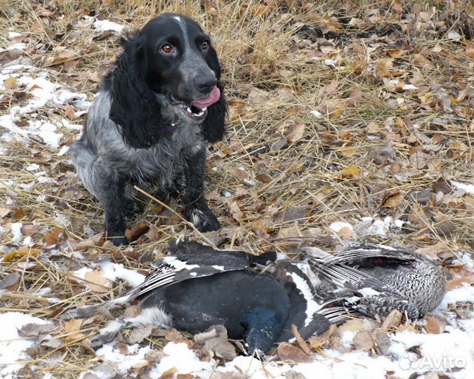 Натаска охотничьих собак