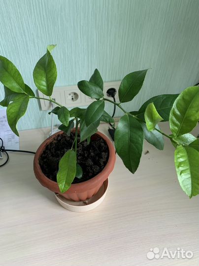 Лимон, орхидея, алоэ, личи