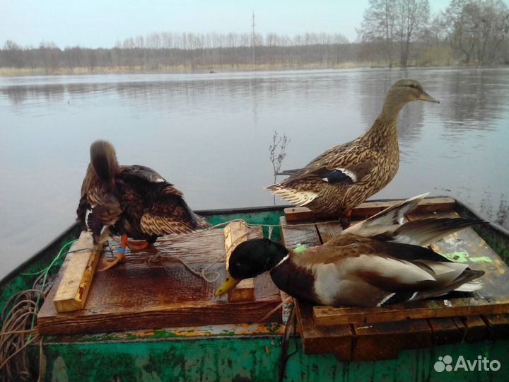 Продаю подсадных уток