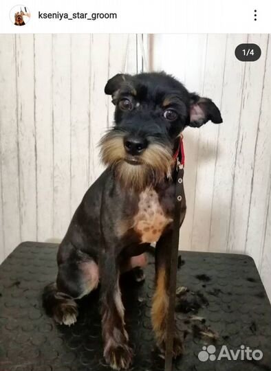 Груминг Стрижка кошек и собак Грумер