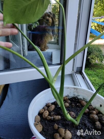 Красивые комнатные цветы : их детки