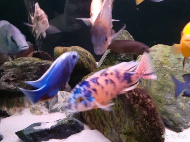 Продам малавийских цихлид