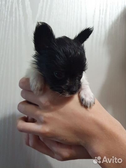 Щенки папийона к резерву