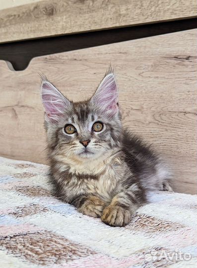 Котята мейн-кун