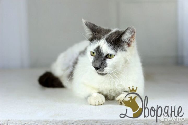 Красивейшая кошечка Мелания