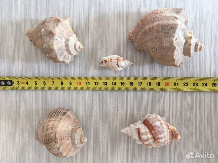 Ракушки для аквариума