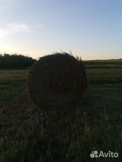 Сено в рулонах