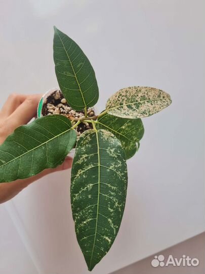 Фикус нью клон
