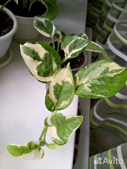 Эпипремнум энджой