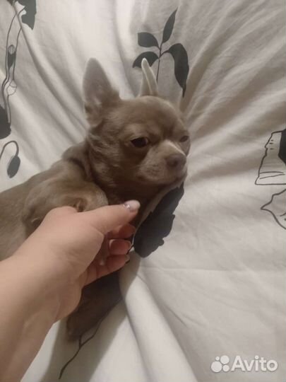 Вязка кобель чихуахуа