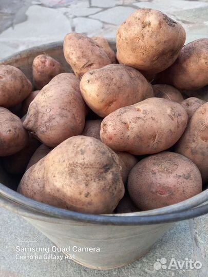 Продам картофель