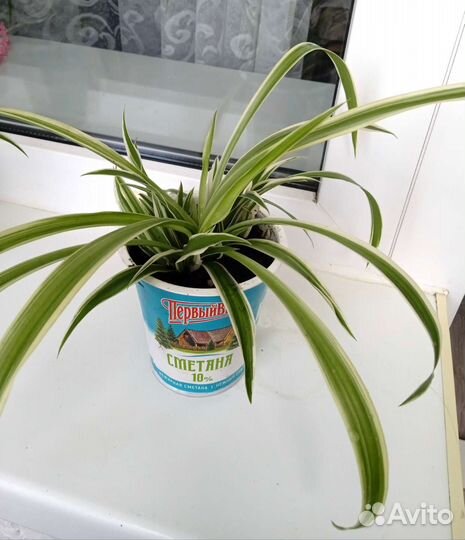 Хлорофитум