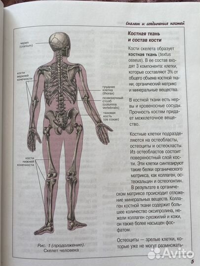 Атлас анатомии человека левкин