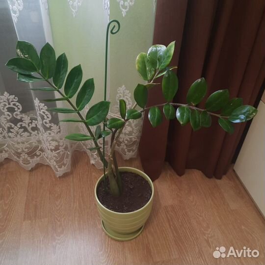 Замиокулькас